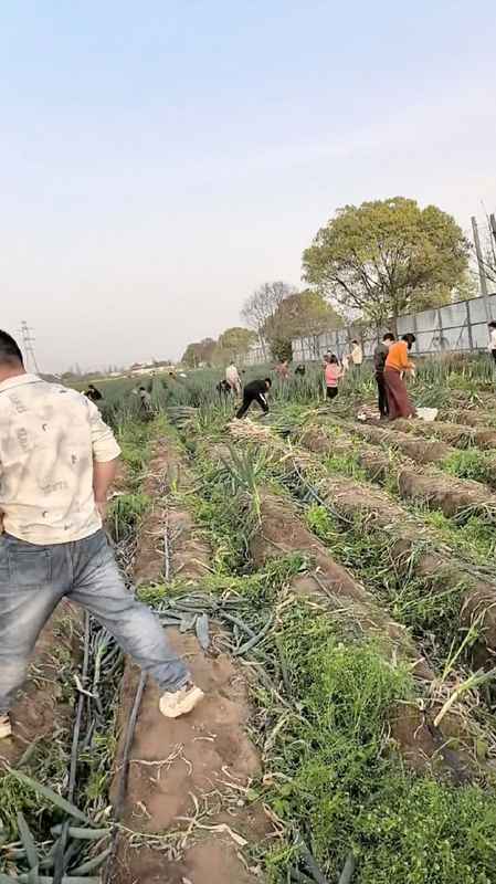  一条“免费”谣言，毁掉一季收成：那些被网络流言伤害的农民，需要被看见 新闻