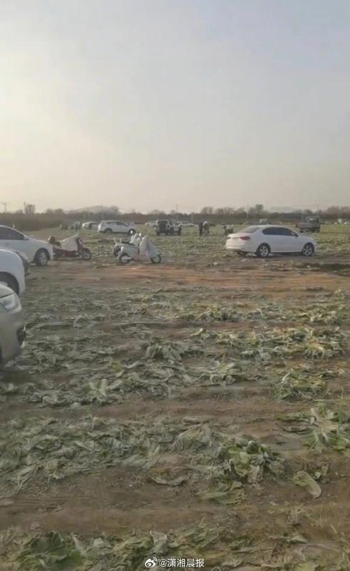  一条“免费”谣言，毁掉一季收成：那些被网络流言伤害的农民，需要被看见 新闻