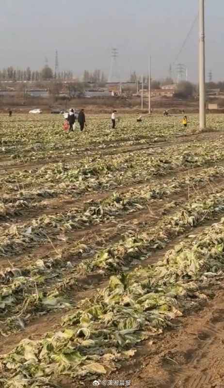  一条“免费”谣言，毁掉一季收成：那些被网络流言伤害的农民，需要被看见 新闻