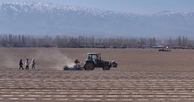  【深度复盘】订单农业如何破解农产品销售困局——以巩留县千亩甜叶菊基地为例 新闻