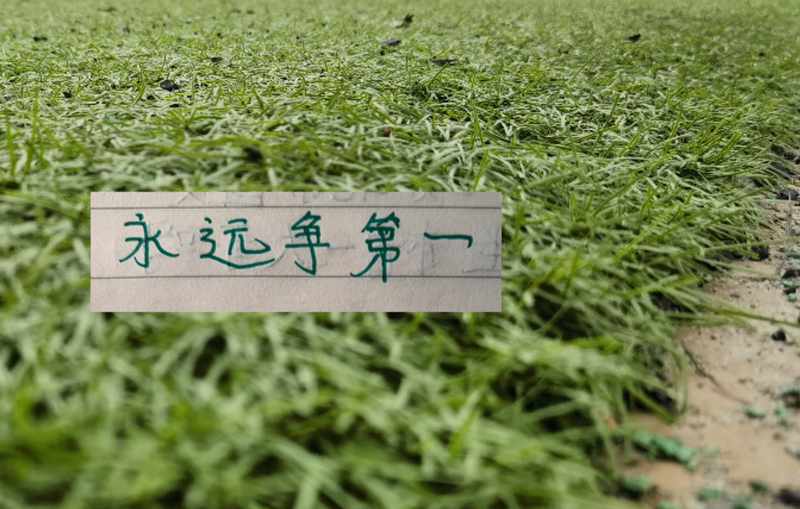 从国安弃将到联赛黑马：数据拆解申渝两队的引援逻辑 体育新闻